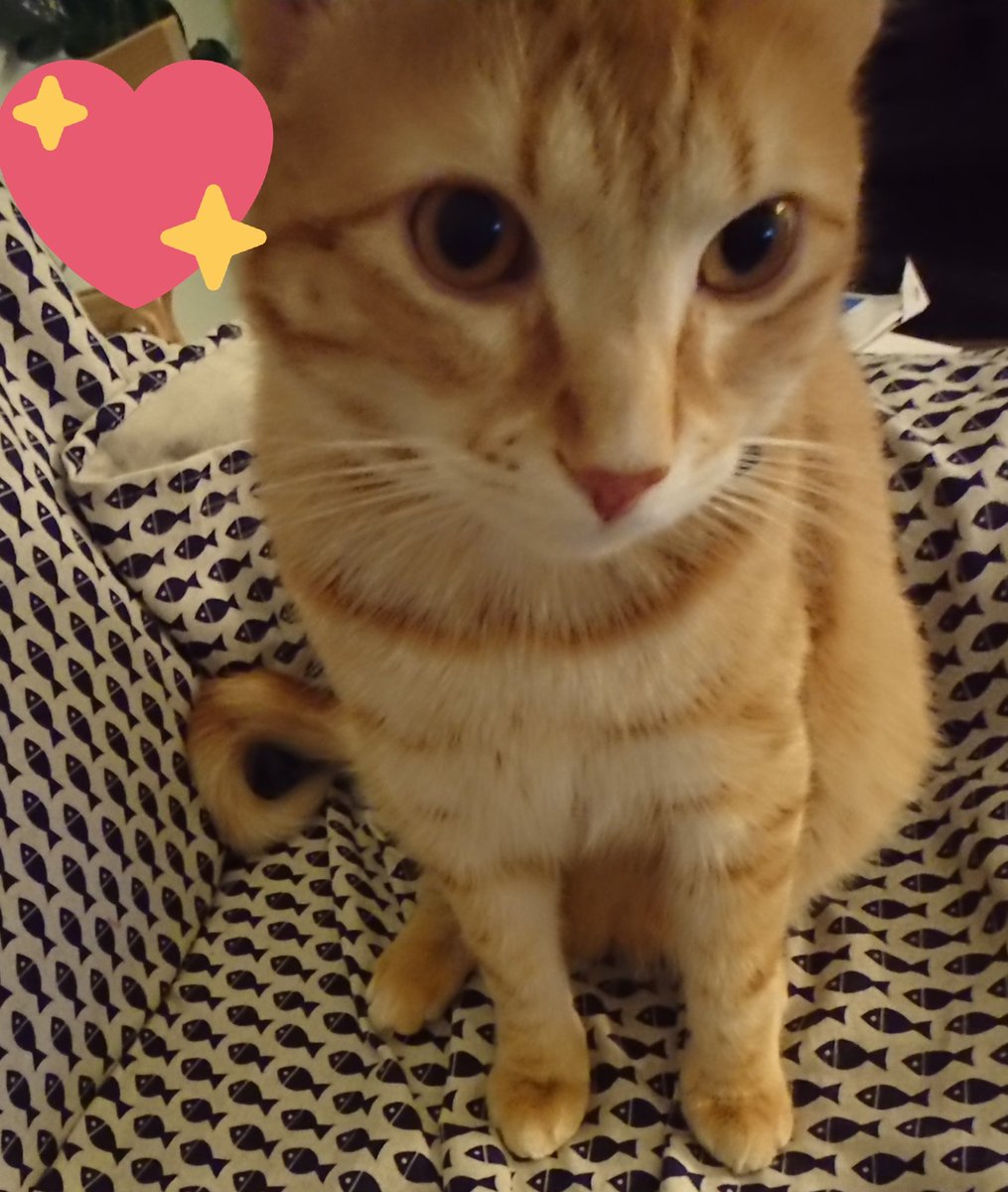 Bina89F's tweet photo. This is Mikado, called Michan. From last year I have two cats in my house. They grow up in few months and now they are really beautiful. #cat #lovelycat #catpic
#pets #lovepets https://t.co/waD7NggXwg