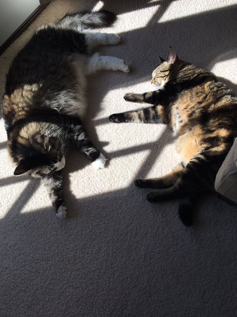CarolLeeMiller's tweet photo. A typical Saturday with Tinkerbell and Mr. Andy P. Cuddles. 😻 #caturday #CatsOfTwitter #basking #sunning #lazy #TheGoodLife https://t.co/4ZdEKn5LBQ