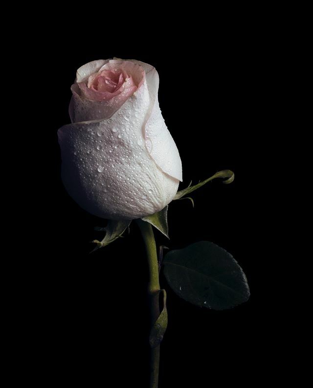 NicoleRaymondi's tweet photo. “Whatever we plant in our subconscious mind and nourish with repetition and emotion will one day become a reality.” - Earl Nightingale⁠
⁠
Be mindful of the seeds you're planting and cultivating. Blossoming into the highest version of yourself is more… https://t.co/nI8BFsVM6g https://t.co/n9qiztasw4