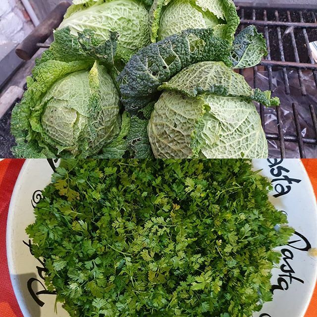 Drolfons's tweet photo. Eerste #oogst vh jaar. #kervel en #wittekool. #eigenkweek #hellofresh https://t.co/Qr0qkceVrl https://t.co/IAUIrMYobX