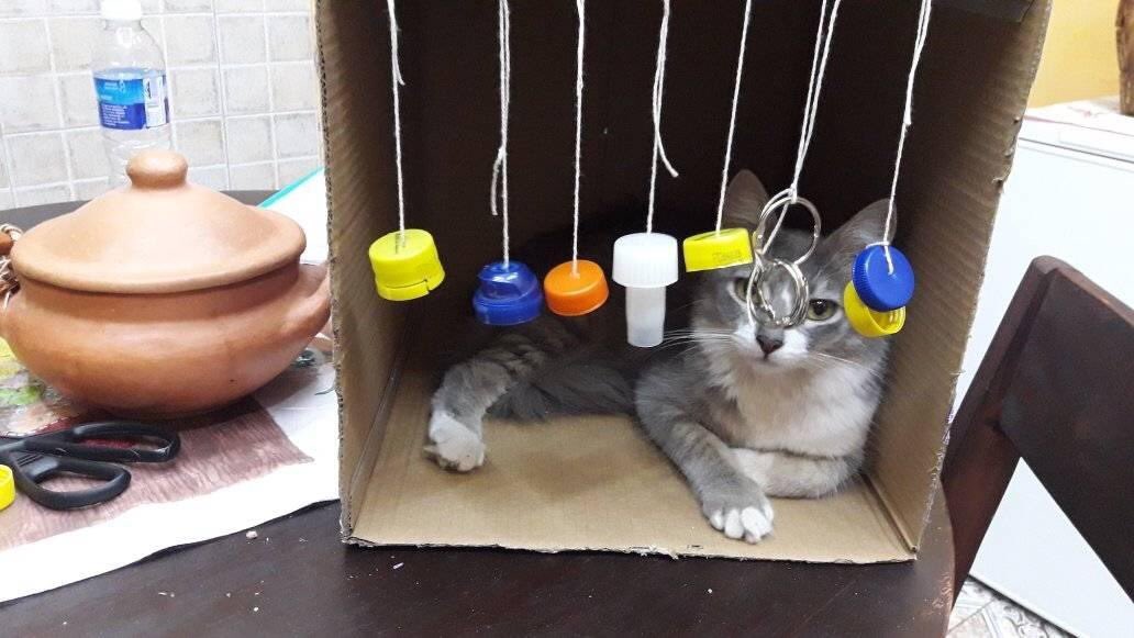 Geotoons Pictures Un Bricolage Facile A Faire A La Maison Pour Les Minous Bricolage Diy Cathome Box Carton Cathouse Chat Maison Niche Jouet Chats Cat