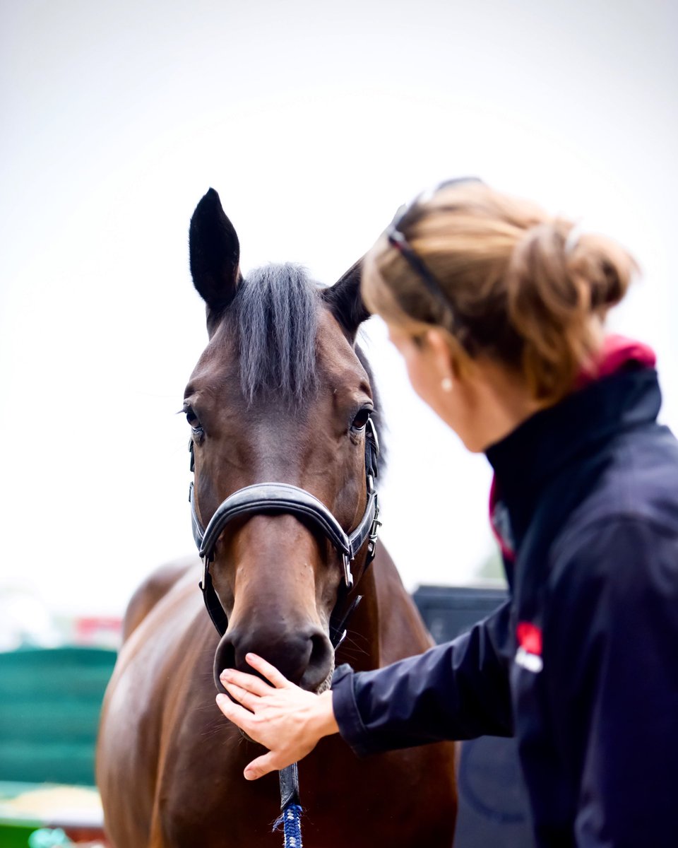 Pour son retour en compétition, Azard des Sources s’offre la 1.30m de Magnanville 🥰 .
📷 @horsesystem_