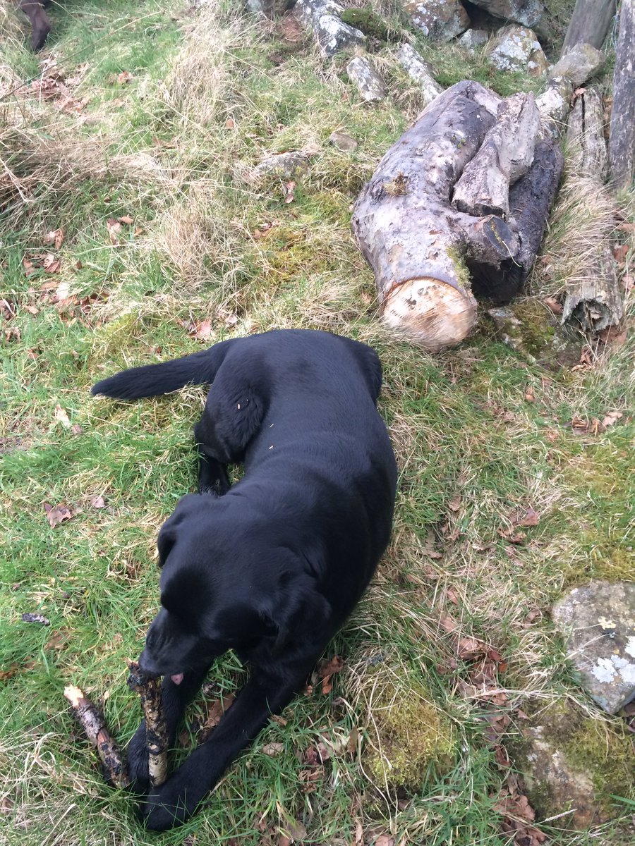 HighFarndale's tweet photo. One new bug hotel open for business.

Easy to make with a few odd bits of wood.

Labrador for scale. Labrador is also eating part of the hotel. https://t.co/4t6s829IiJ