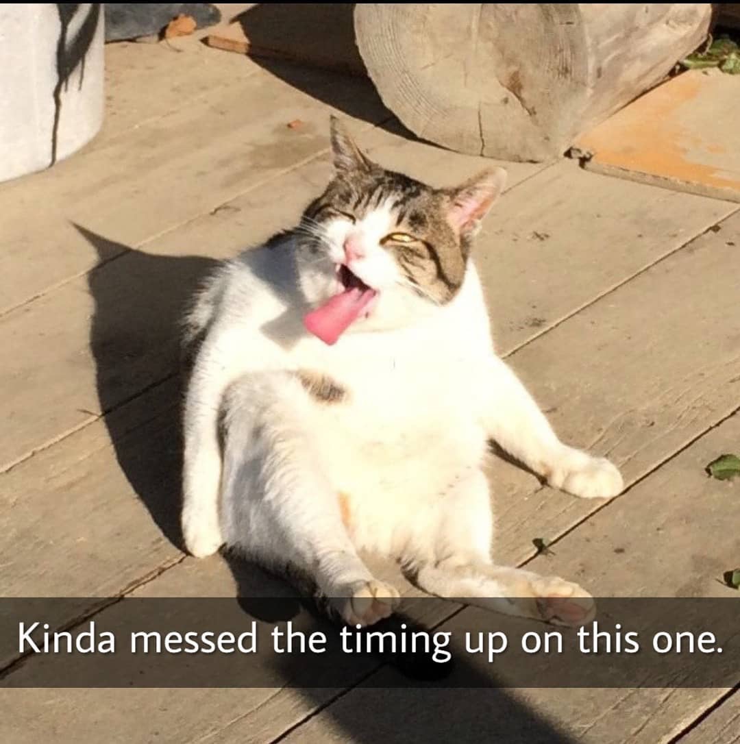 ThePhilosopurr's tweet photo. I’m not always the weird one...

No, wait, ummm.... ya, I am.
#DiversityRules #StayWeird #Caturday https://t.co/GwZe0kcdhO