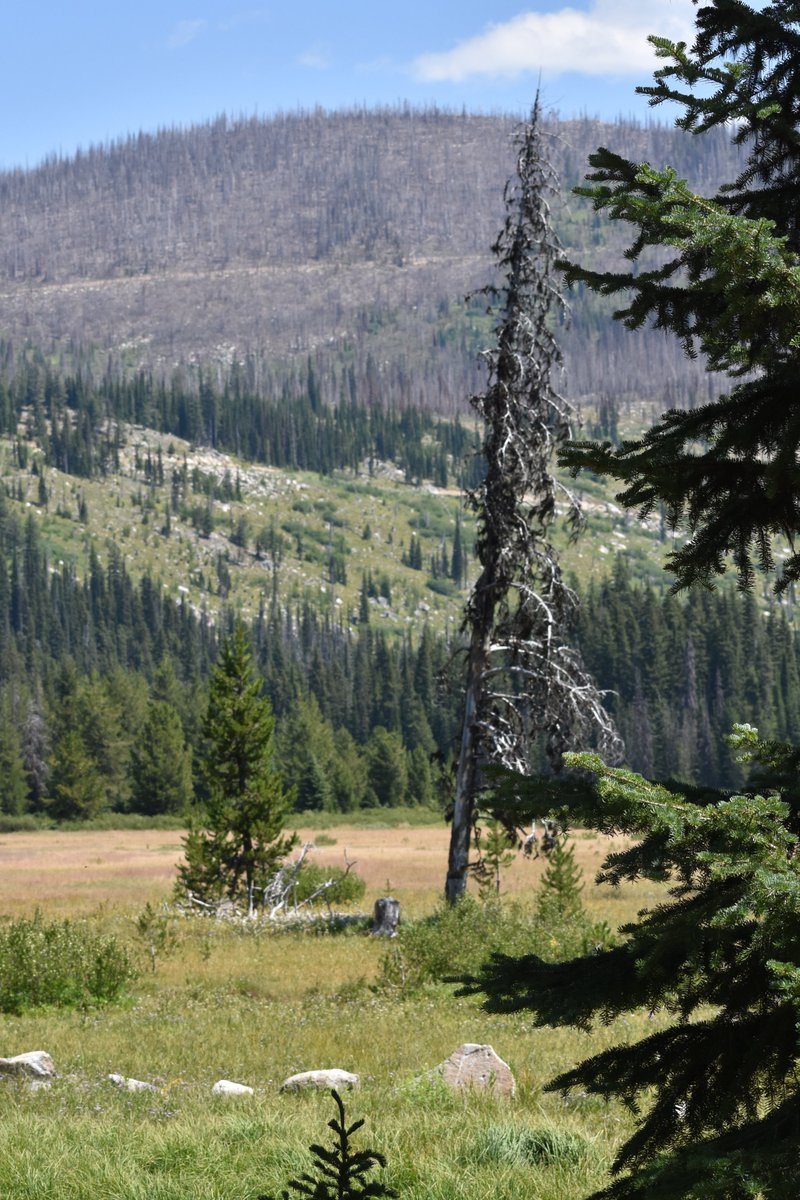 @FFF78803443 @LeoOni1  
Montana #deforestation patrol...
for you & other Youth #ClimateStrike growing up in Urban/city areas dreaming of the Smells & Sounds of #wilderness …