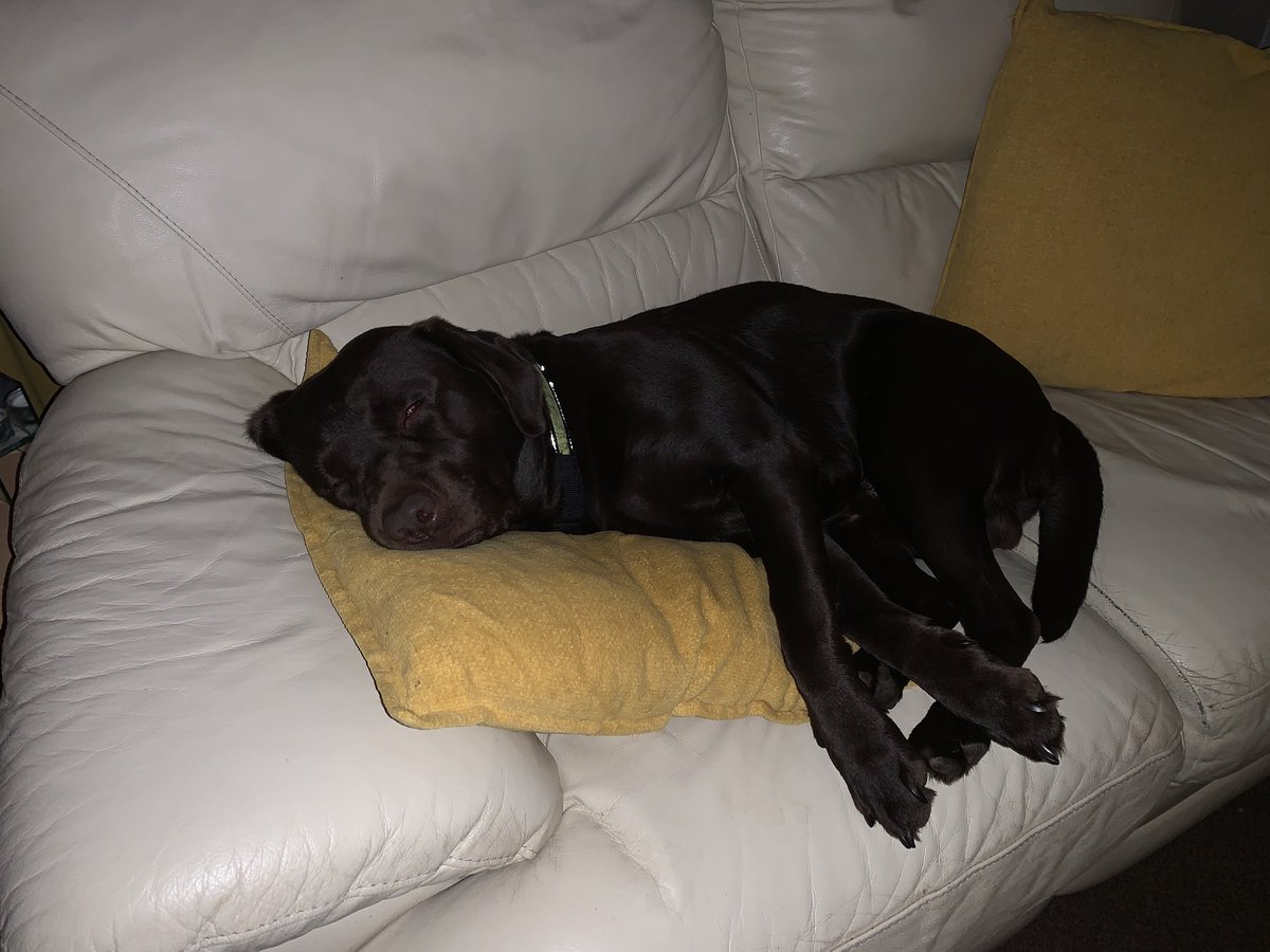 Susanth88961814's tweet photo. #Crufts https://t.co/UmkLsYJoYj