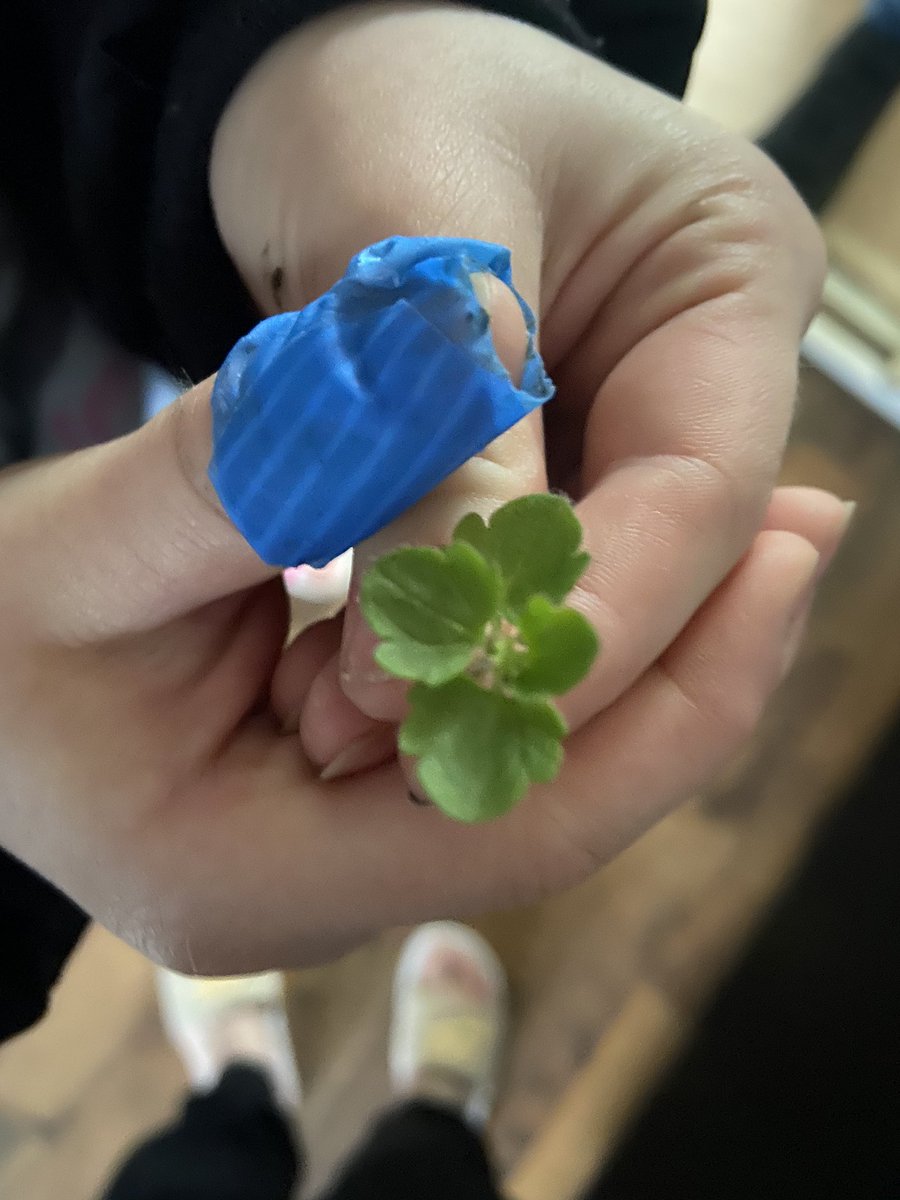 Omg <a href="/antanddec/">antanddec</a> shes found a four leaf clover shes deffo gettin on that plain #PLACEONTHEPLANE