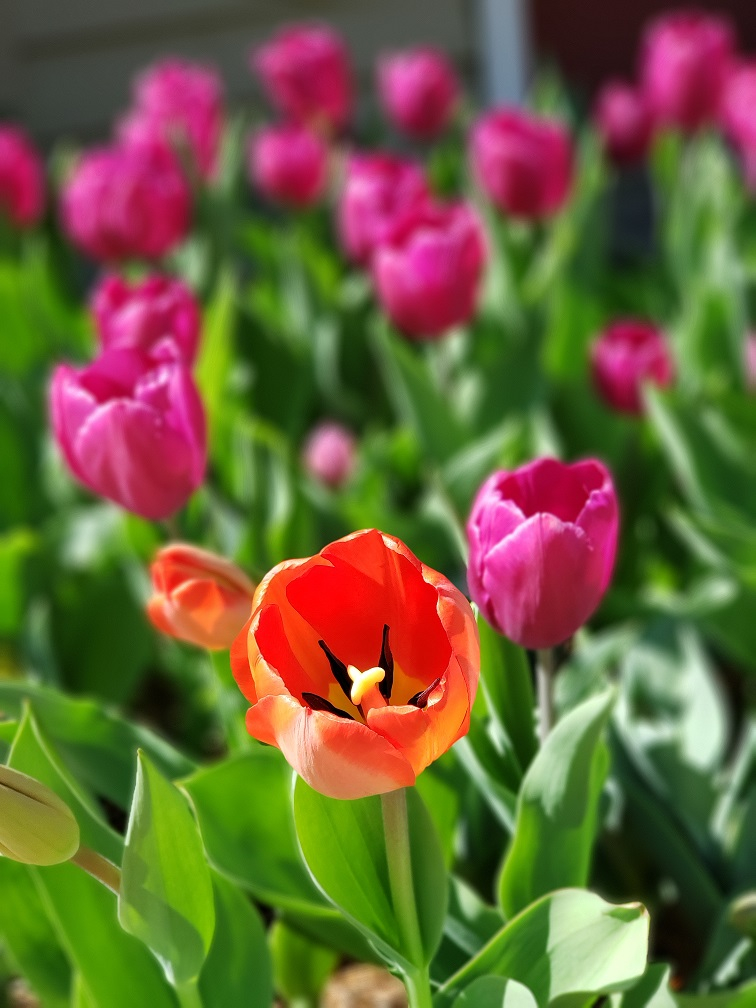 bmuseum_gardens's tweet photo. Talk about a pop of color! See these beauties and more! Practically Tiptoe through the Tulips during our next FREE day in the garden Friday, March 13. #tulips #gardening #gardens #flowers #free #thingstodo #colorfulflowers #elsong #biedenharnmuseum #bmuseum https://t.co/EUyewLhITO