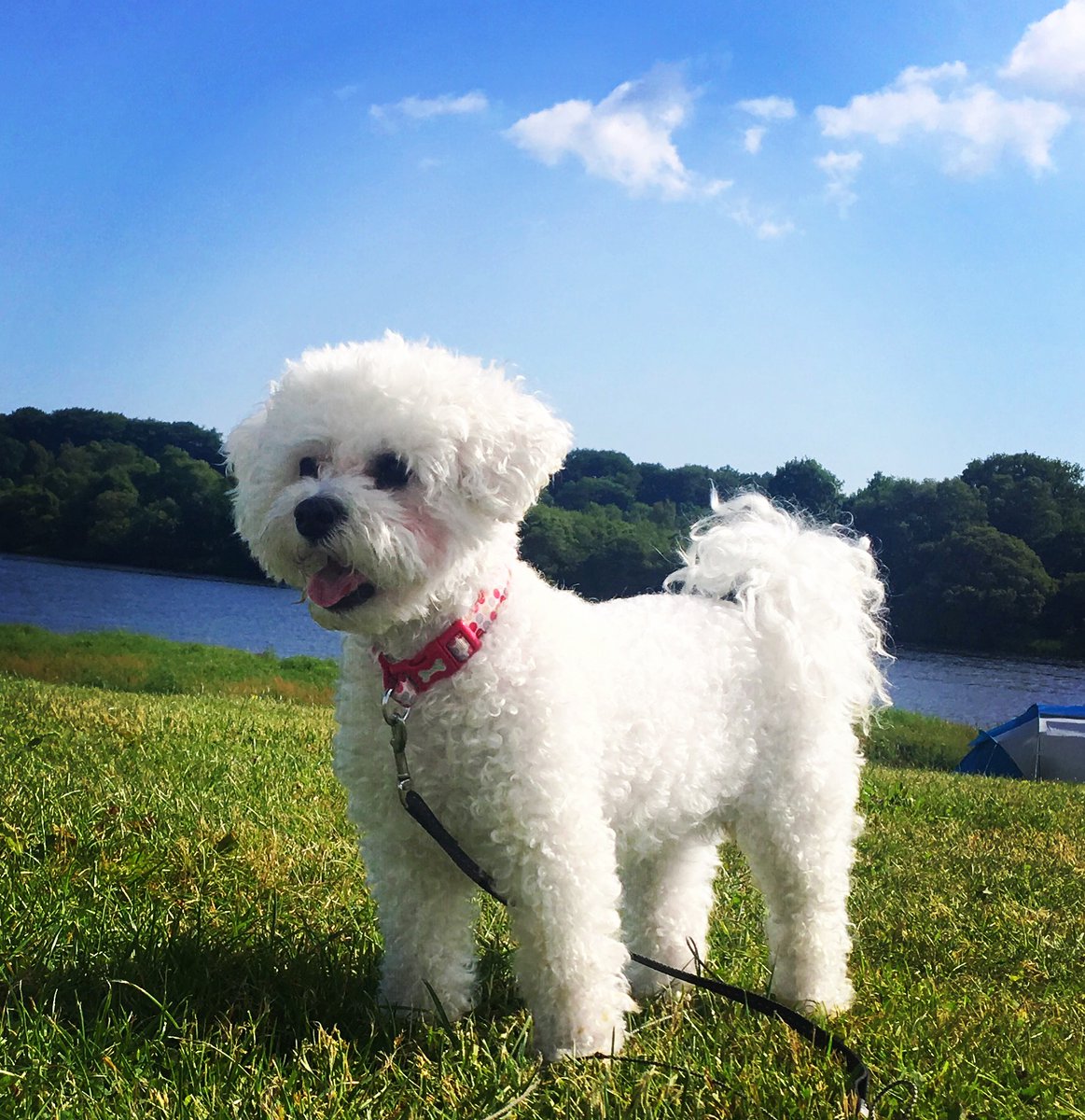 SusanProfile's tweet image. #Crufts #crufts2020 out and about exploring.. Lucy 9 year old bichon from Irvine Ayrshire