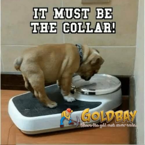 's tweet image. I can totally relate! #goldbay #paydirt #digginggold #mining #goldprospecting #minelabdetecting