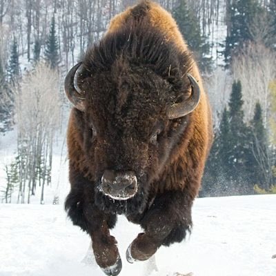 itsTim_eh's tweet image. Alberta should leave regardless. Meanwhile, every #BuffaloDeclaration demand should be pursued...vigorously.

For Separatists, failure on ANY issue strengthens their resolve.

For Nationalists, achieving all the demands strengthens their position in a referendum.

#FreeTheWest