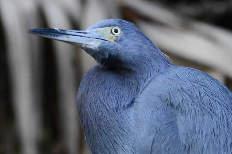 danabelow's tweet image. Waited quietly. This bird grew curious about us, walked within 10'. Stayed for telephoto portraits. #hobby #Nikon #photography #wildlife