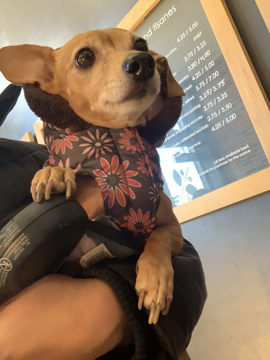 thedanigrossman's tweet photo. I’ll take a venti cold brew! Thanks, Sharon. #saturday #coffeewalk @shortnorth #oneline #columbus #dogsofcolumbus https://t.co/GwC3dsKfTh