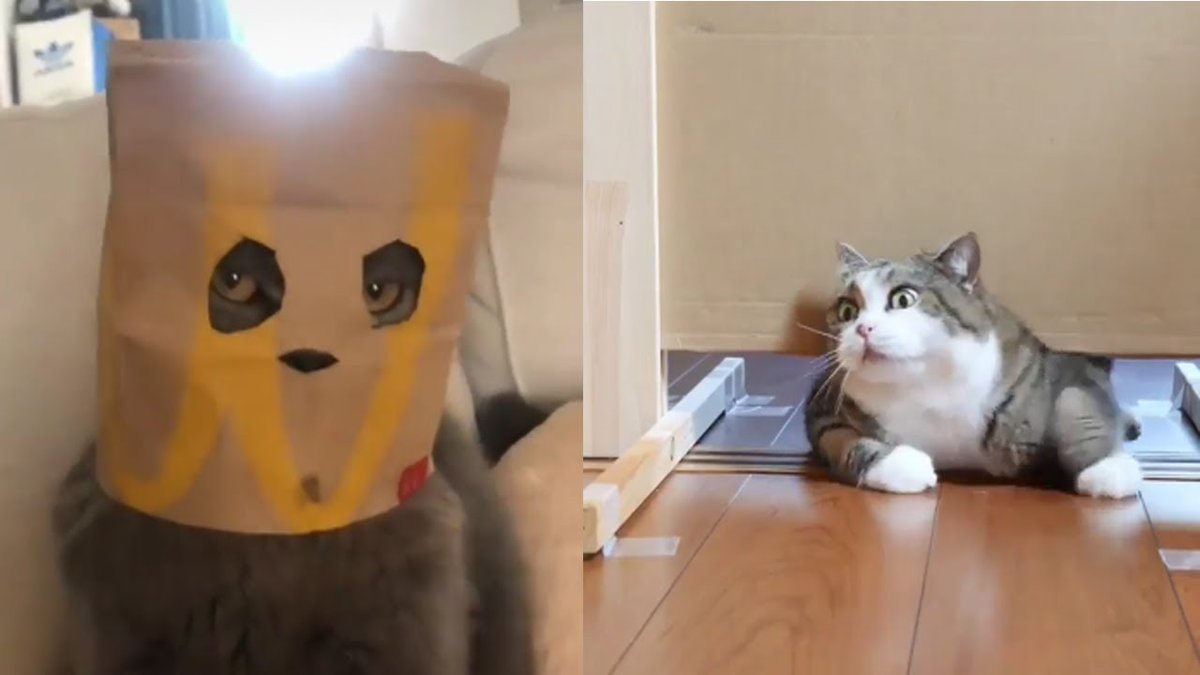 MeowMoeDotCom's tweet photo. 🥀 Aww - Funny and Cute Animals Co ...
 
#Cats #Cat #Kittens #Kitten #Kitty #Pets #Pet #Meow #Moe #CuteCats #CuteCat #CuteKittens #CuteKitten #MeowMoe
 
#AwwAnimals #BabyCat #BabyCats #CatBaby #CatClip #CatCompilation #CatVideos
 
https://t.co/6WDLLnV0oM
 
. https://t.co/WBcgBWpS2P