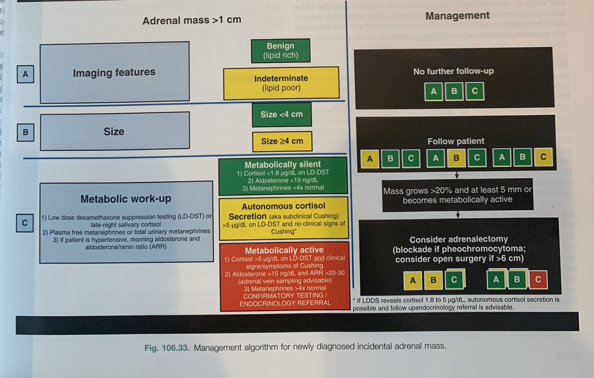 uretericbud's tweet photo. 12th Edition of Campbell-Walsh-Wein has shipped

Enjoyed updating the Adrenal Chapter with @PaulCrispenMD and @Robert_Uzzo 

The new figure for Management of Adrenal Mass >1cm (based on 2016 European Society of Endocrinology Guidelines) should help in the clinical trenches. https://t.co/zUSHDZU6aR