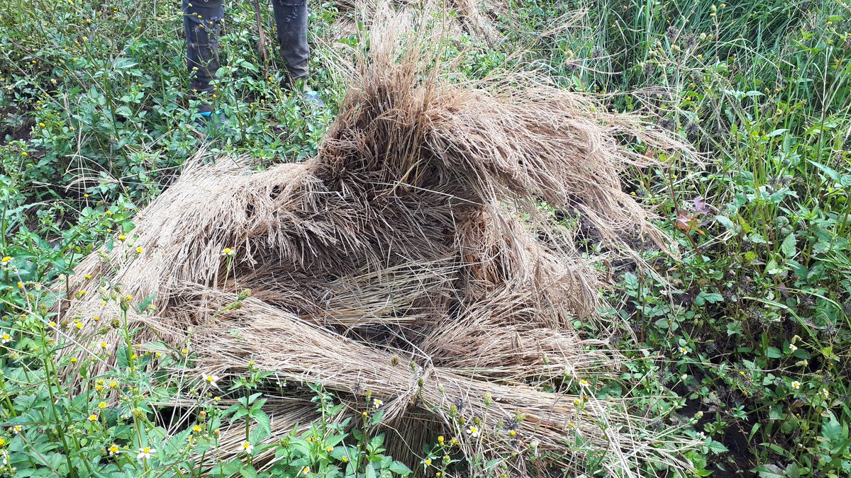 777_festus's tweet photo. #FMNR fringe benefits viz:
1. Pasture: hay &amp; seed
2. Bee products: honey, wax &amp; propolis
3. Tree products: timber &amp; non-timber
4. Micro-climate: aesthetics, shelter amelioration
5. Soil fertility: erosion control
6. Biodiversity etc
All at a "low cost"! https://t.co/AjoIrdZ8sL
