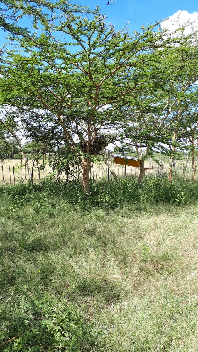 777_festus's tweet photo. #FMNR fringe benefits viz:
1. Pasture: hay &amp; seed
2. Bee products: honey, wax &amp; propolis
3. Tree products: timber &amp; non-timber
4. Micro-climate: aesthetics, shelter amelioration
5. Soil fertility: erosion control
6. Biodiversity etc
All at a "low cost"! https://t.co/AjoIrdZ8sL