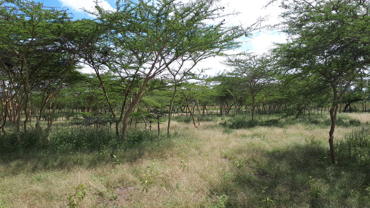 777_festus's tweet photo. #FMNR fringe benefits viz:
1. Pasture: hay &amp; seed
2. Bee products: honey, wax &amp; propolis
3. Tree products: timber &amp; non-timber
4. Micro-climate: aesthetics, shelter amelioration
5. Soil fertility: erosion control
6. Biodiversity etc
All at a "low cost"! https://t.co/AjoIrdZ8sL