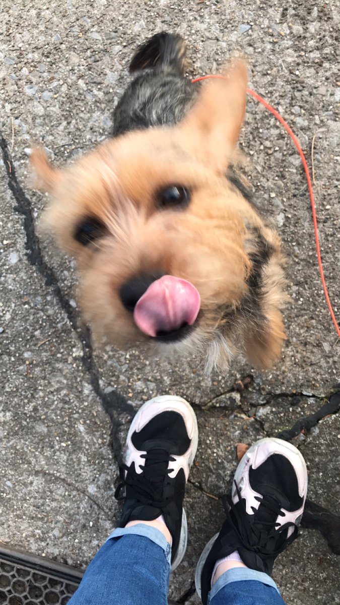 SariBree tweet media