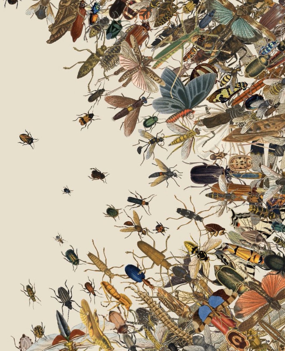 PeakersSave's tweet photo. Stop the Insect Apocalypse. We need insects! This #savetheplanetsaturday here are three ways Peaker Maria suggests helping these little buggers!
1. Plant Native Plants 2. Reduce your lawn & grow clover. 3. Stop using Pesticides & Herbicides. πβ»οΈππ@SamHeughan @MyPeakChallenge https://t.co/NTdPRuCmru