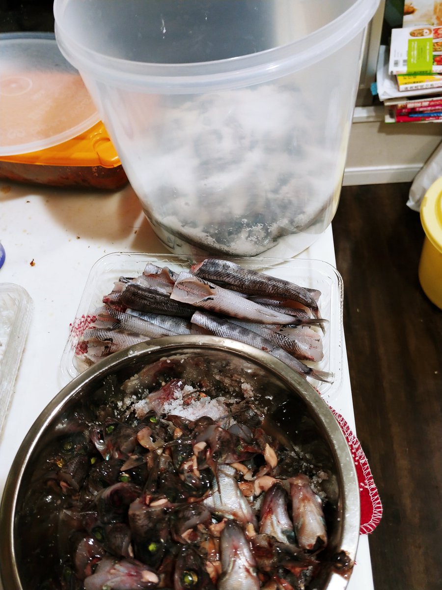 山田 恵庸 En Twitter プロットが一段落したので息抜きにメヒカリの下処理を 60匹はアンチョビ用に塩漬けに 頭と内蔵も塩と一緒に漬け込みました 残りの40匹ほどは明日唐揚げにする予定です 一時間もかかってしまった さあネームやろっと