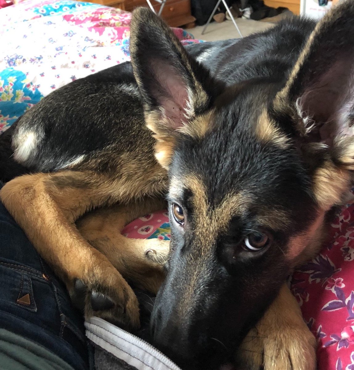 SuffolkPolice's tweet photo. Overnight in #Onehouse a 4m/o German Shepherd was stolen. She is called Poppy, is dark with some light patches. She has a red and black collar with a tag and is microchipped. Please share and contact Suffolk Police quoting 37/14335/20 with any information. #PC852 #Stowmarket https://t.co/oNLwsm7LAw