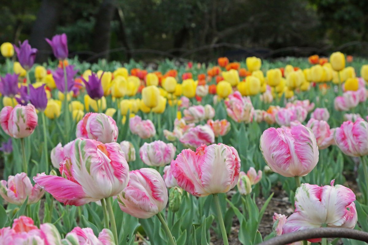 DescansoGardens's tweet photo. Join us for #Cultivate tonight 🌷 Admire the #tulips during #goldenhour, then dance to the sound of your own beat at the silent disco. Enjoy nature talks, displays and crafts and a choral performance of #BeeSong. Get your tickets here: https://t.co/2CmEIybEUY https://t.co/GRuHpMgRBI