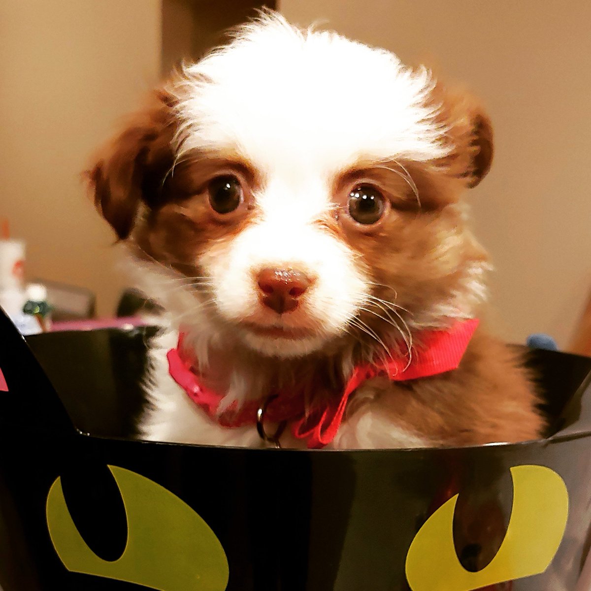 BleuBaloo42's tweet photo. @LenaAxios Look at this puppy and she will cheer you up 🥰 https://t.co/QxpEi8XlBI