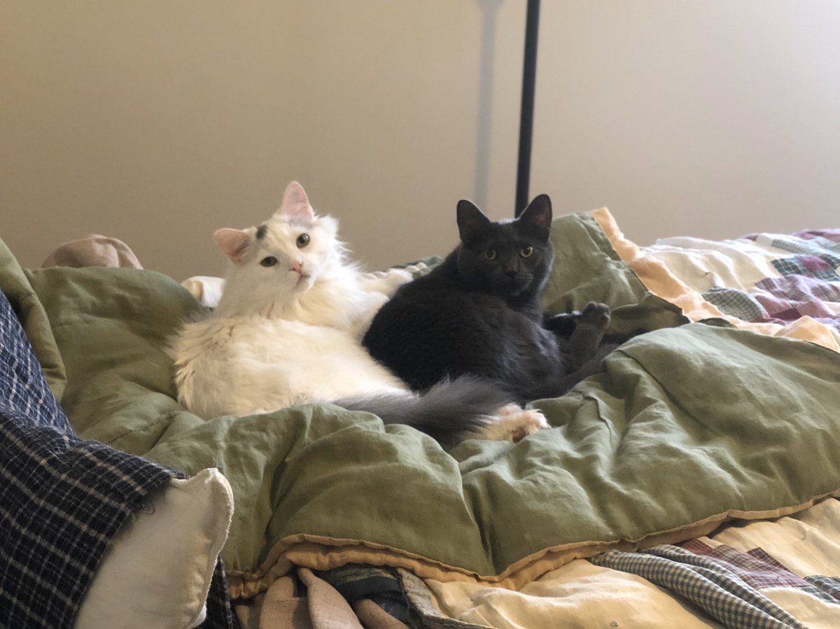 A Cat Named Bitches tweet media