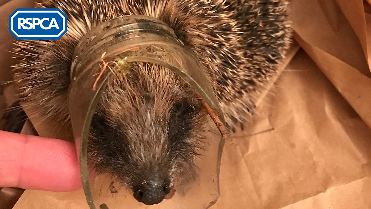 🚮🐾We're teaming with <a href="/KeepBritainTidy/">Keep Britain Tidy</a> and calling on everyone to help improve the environment! We received a heartbreaking 7,410 calls reporting incidents of animals injured as a result of litter in 2018. Sign up to #KeepBritainTidy bit.ly/RSPCA-LitterPi… #LitterHeroes