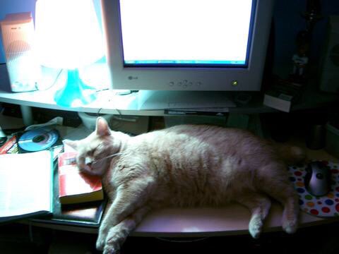 monitorcats's tweet image. 8