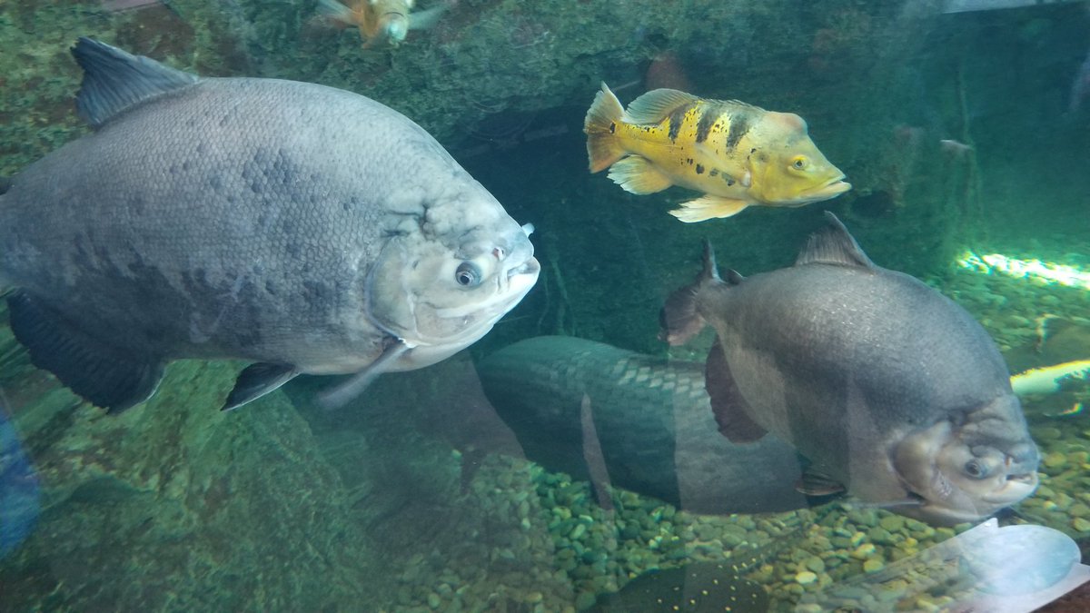 PhotoZorn_TV's tweet photo. At @RipleysAquaGAT with @FeliciaZorn and the family. #sharks #turtles #fish #Ridleys #vacaymyway #AppalachianMts https://t.co/EArltbJ60x