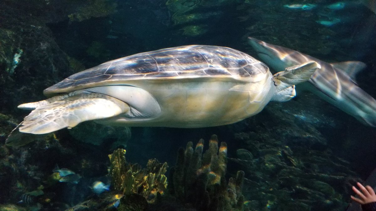 PhotoZorn_TV's tweet photo. At @RipleysAquaGAT with @FeliciaZorn and the family. #sharks #turtles #fish #Ridleys #vacaymyway #AppalachianMts https://t.co/EArltbJ60x