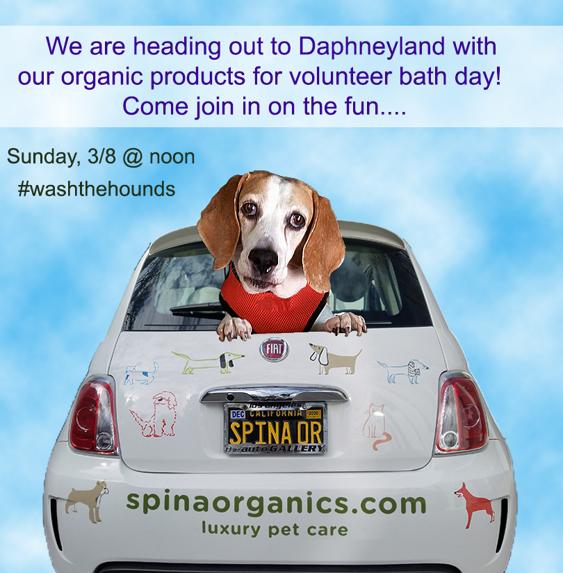 SpinaOrganics's tweet photo. TOMORROW-SUNDAY 3/8 @ NOON--It's volunteer bath day at @Basset Rescue Network, Inc. at Daphneyland 
6221 Shannon Valley Rd, Action California 93510
#cleanthehounds #bathtime #washthehounds #daphneyland #realeasethehounds #bassethoundsofinstagram #spinaorganics https://t.co/KW4juL0FnJ