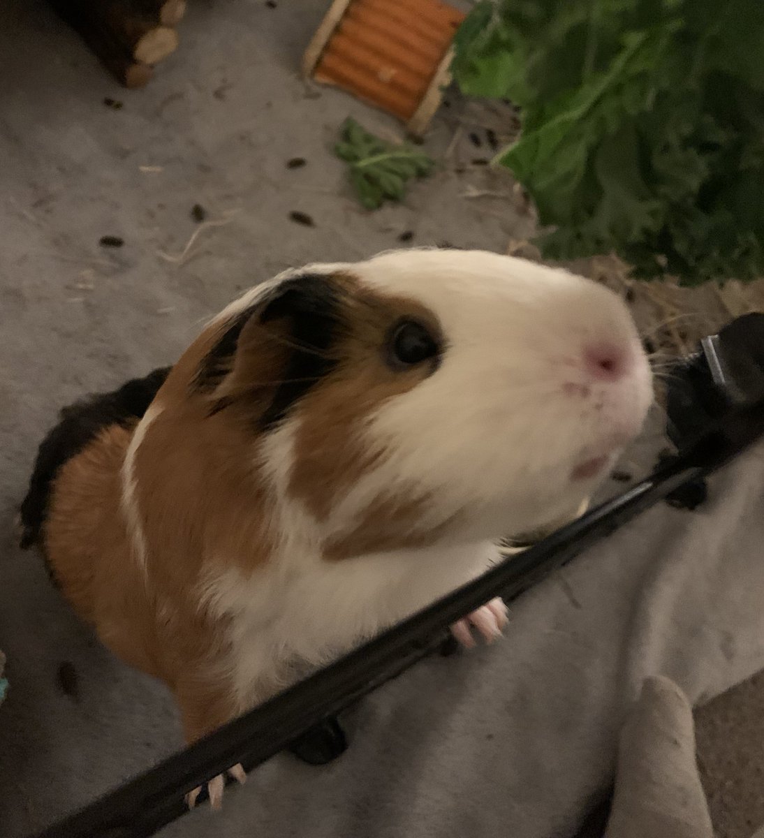 Lil_Piglets's tweet photo. I think someone’s hungry 😋 🐽💕 #GuineaPigs #Cavy https://t.co/2xpSpAIxiw