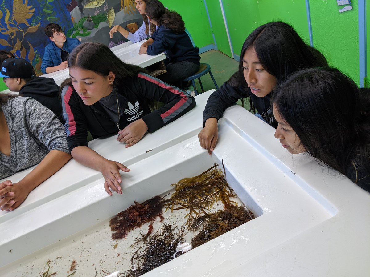 BladhScience's tweet photo. Exploring ecosystems and the invertebrates and algae in the ocean. @GianoSchool https://t.co/cWvvaiXdYH