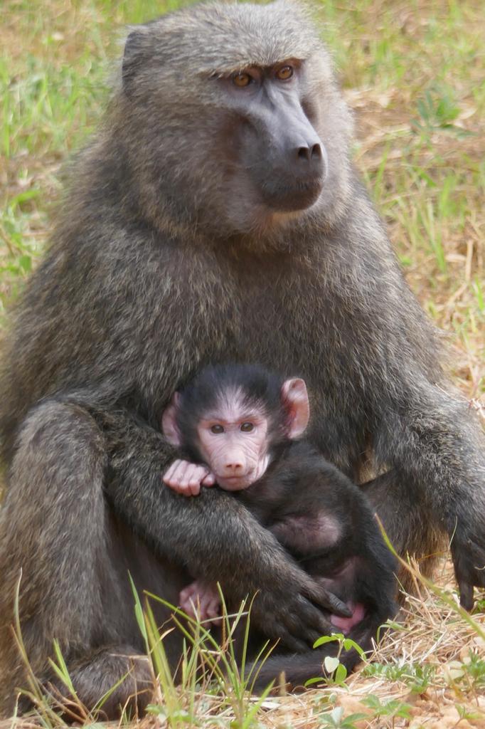 JSafaris's tweet photo. Tourism ongoing spreading the world https://t.co/EYdbqWwBhf
