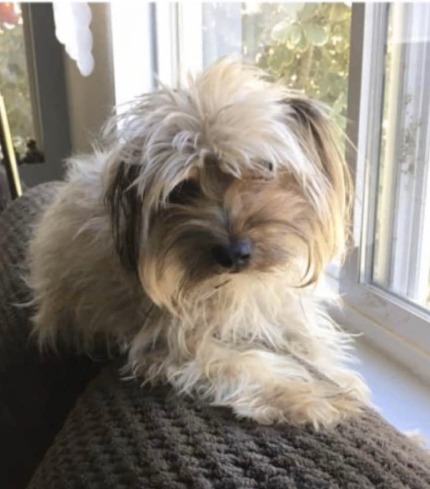 MissingPetFind's tweet photo. **MISSING** in Lake Elsinore #california Yorkshire Terrier #missing since 28th Feb 2020. #lakeelsinore #dogsofcalifornia #lostdogsofcalifornia #missingdogs #missingpetfinder #lakeelsinoredogs #missingdogsofcalifornia #dogs https://t.co/yYi7SIlf2D