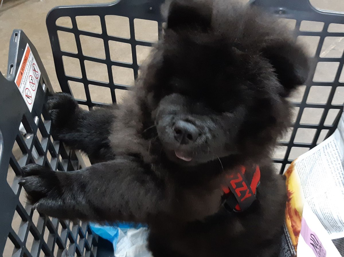 elephant in the room stuffed animal