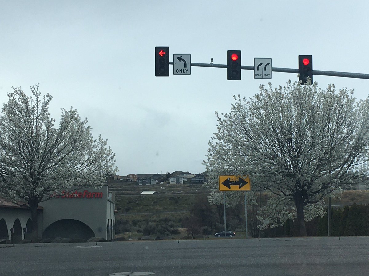 merusach's tweet photo. They bloom a little early this year! https://t.co/JWq5XbFguj