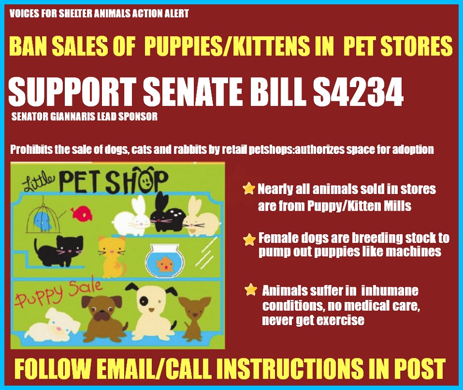 New Yorkers - URGENT ACTION NEEDED - SUPPORT LEGISLATION S4234A- Sen Gianaris-Sponsor

EMAIL/ CALL YOUR SENATOR NOW! FOLLOW LINK TO EZ INSTRUCTIONS-takes less than 5 minutes to do.
#NoKilNation #NoKillNY #puppymills #AdoptDontShop

voicesforshelteranimals.com/no-pet-sales/