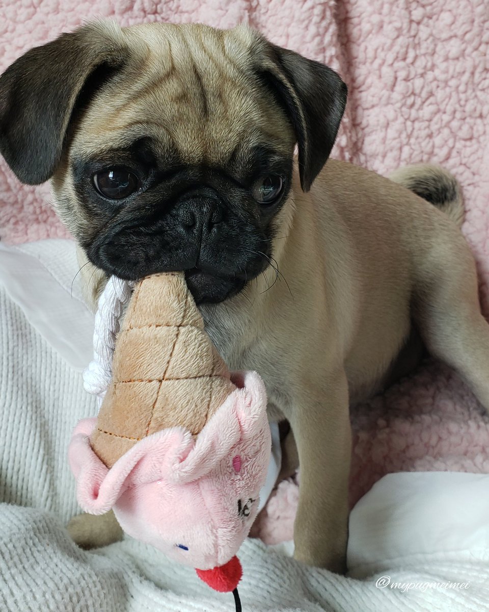 mei_pug's tweet photo. Saturday turned out sweet!
I'm having scoops🍦of fun playing with my new toy from @affordapaws 🥰🍨
much love mei mei💜xoxo
.
.
Use my code meimei10 @affordapaws 
.
.
#pugs #SaturdayMotivation #doggy #dogs #playtime #dogsoftwitter #icecream #DaylightSavings #instagood #instadaily https://t.co/CJofNkvE4d