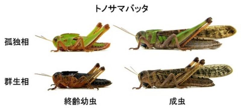 かさかさ バッタの色が違うこと疑問だったけど そういうことなんだ かさかさ バッタの色が違うこと疑問だったけど そういうことなんだ