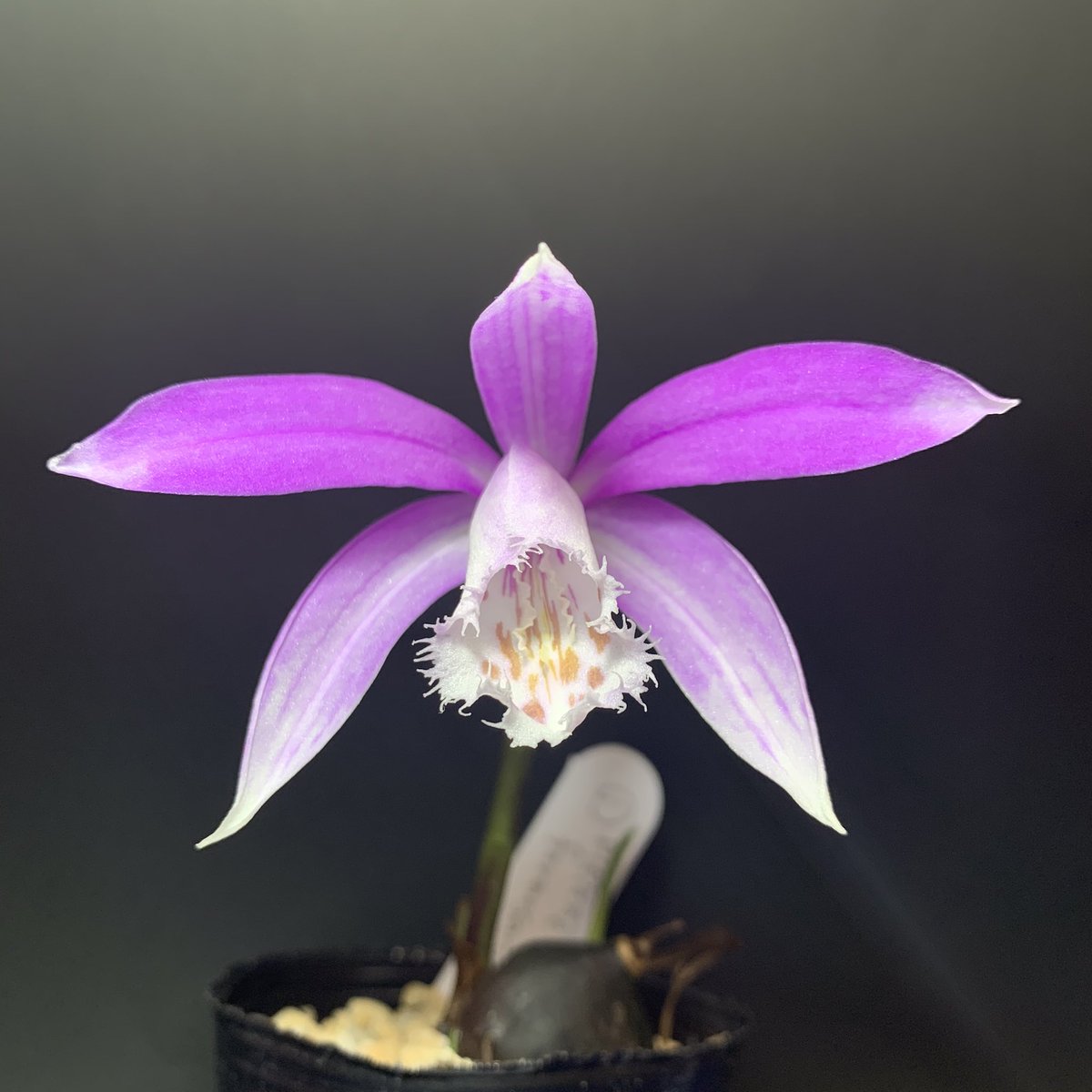 PleioneTokyo's tweet photo. 【フォトディスプレイ部門】
Pleione formosana
2020.2.23 自宅にて撮影

日本で最も流通しているPleione
(タイリントキソウ)

私はformosanaが1番大好き。

#ツイらん展
#フォトディスプレイ部門 https://t.co/YLLqyTNxgJ