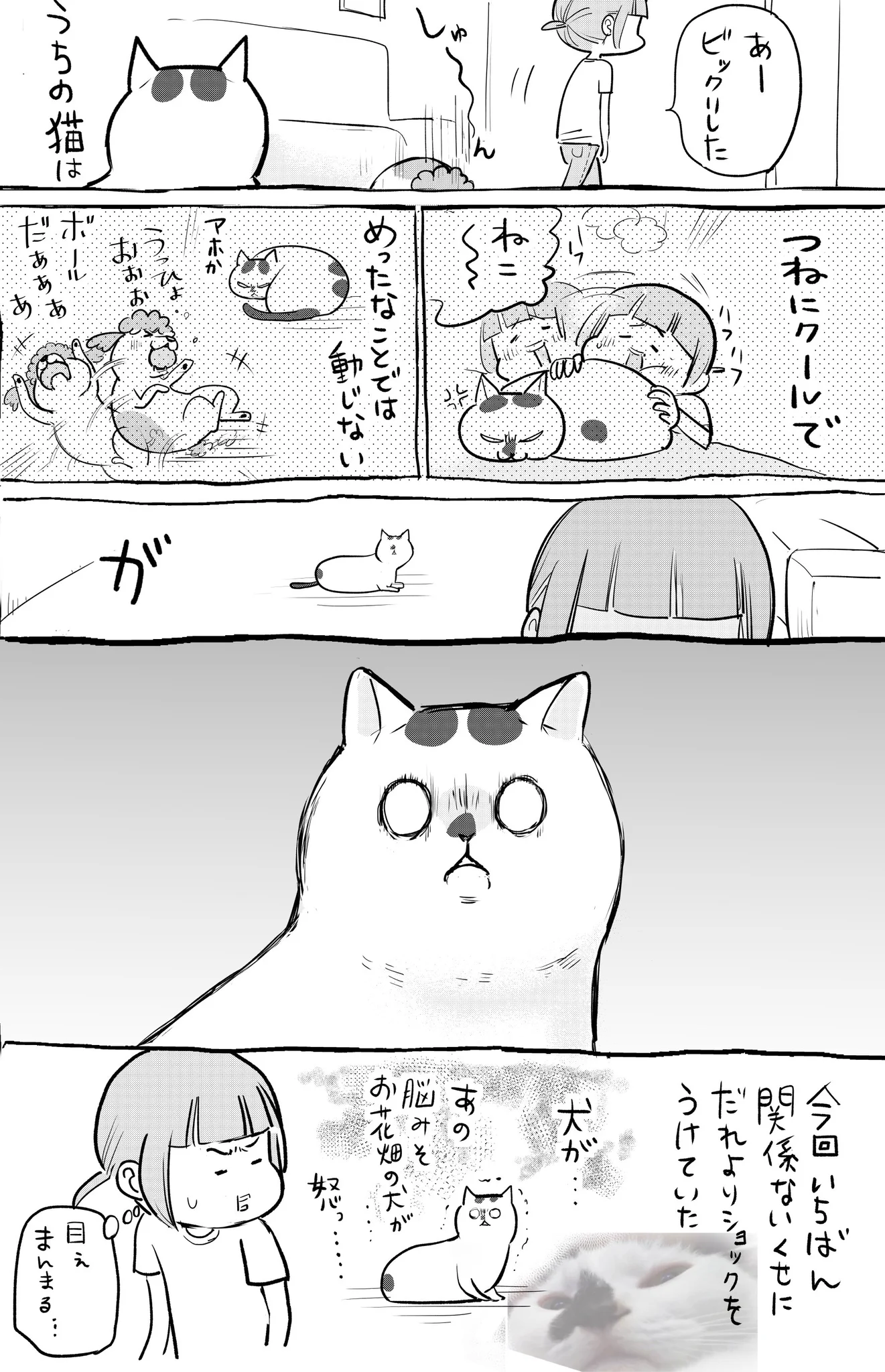 全然怒らない犬が怒った！？それを見た普段クールな猫も動揺を隠せないwww