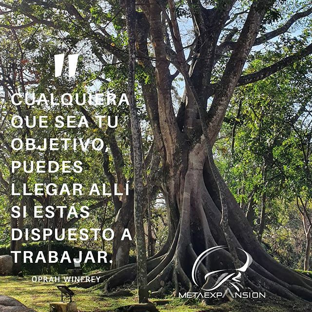 MetaExpansion's tweet photo. "Cualquiera que sea tu objetivo, puedes llegar allí si estás dispuesto a trabajar" Oprah WInfrey 🌿🌿🌿 https://t.co/OzE4VhtiFo https://t.co/3X9RRdMia2
