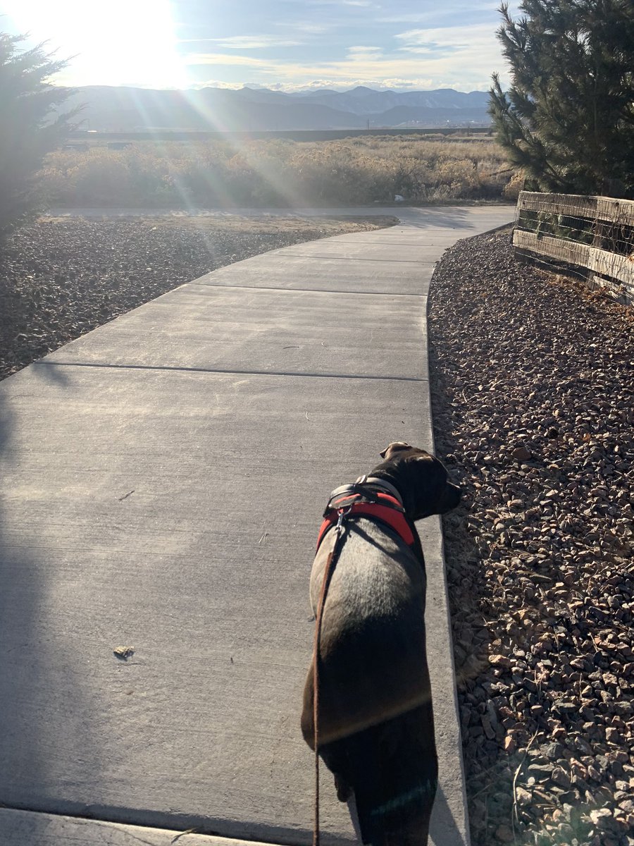 bwillie's tweet image. longing the days of summer! Flip-flops some snow a brew and walking the dog.  @gristbrewingco #springincolorado