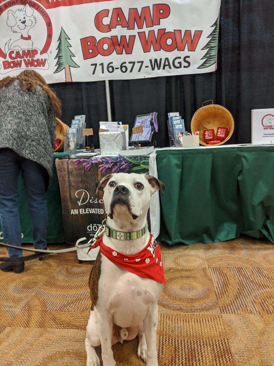 This good boy is having a blast shopping for all his doggy daycare (and home reno) needs at the #BuffaloHomeShow!