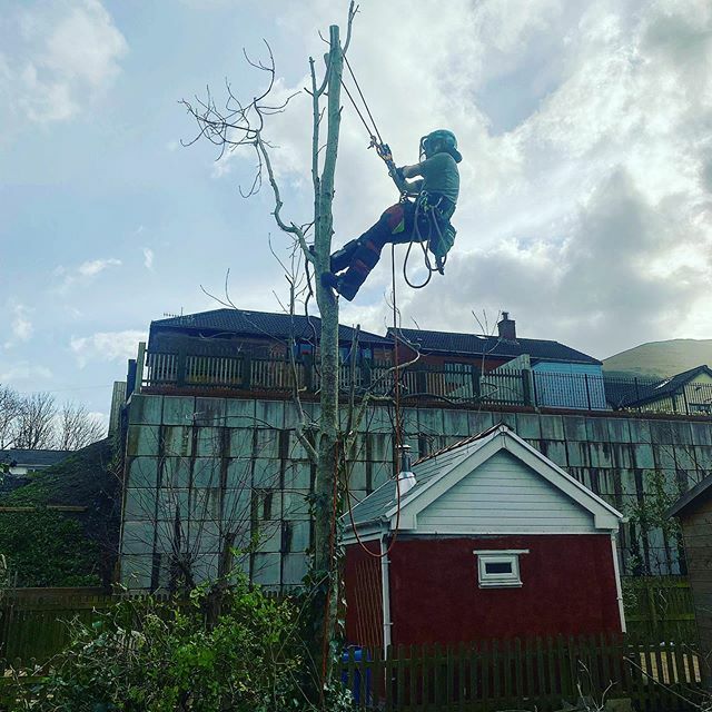 antwallace83's tweet photo. Good day re-pollarding some willow trees, reducing a cherry and taking out an ash letting some light back into the garden. Also great to get a new climber up a tree #antwallacetreeservices #treesurgeon #arblife #justkeepclimbing #arboristsofinstagram #as… https://t.co/96k9b2qlYu https://t.co/XmliIiRzUU