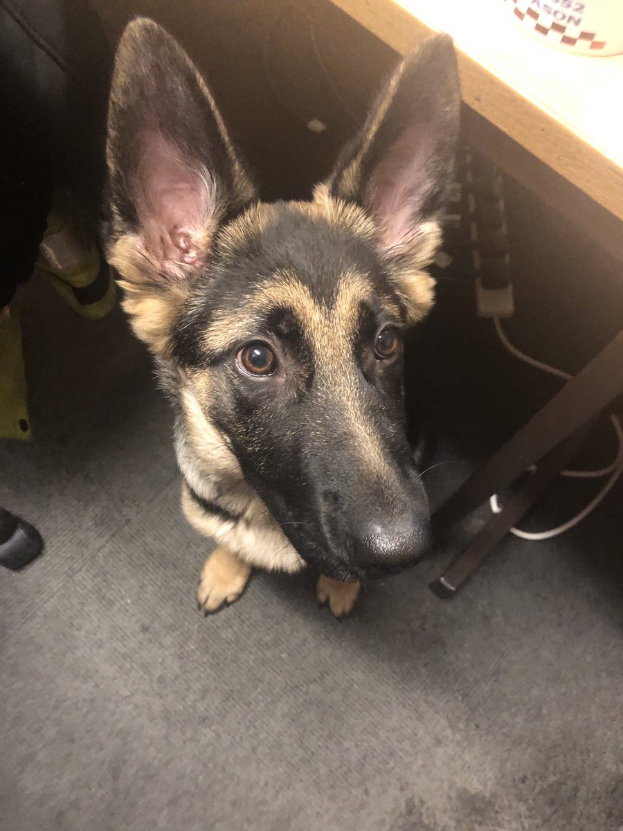 PoliceStow's tweet photo. THANK YOU! Thank you to all the public who shared our appeal to find #Poppy. She has been found and returned to owners #PC852 #Stowmarket https://t.co/lJIJNOqqyZ